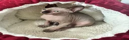 Sphynx cats for sale: Blue eyed beautiful baby kitten  - Advert 9