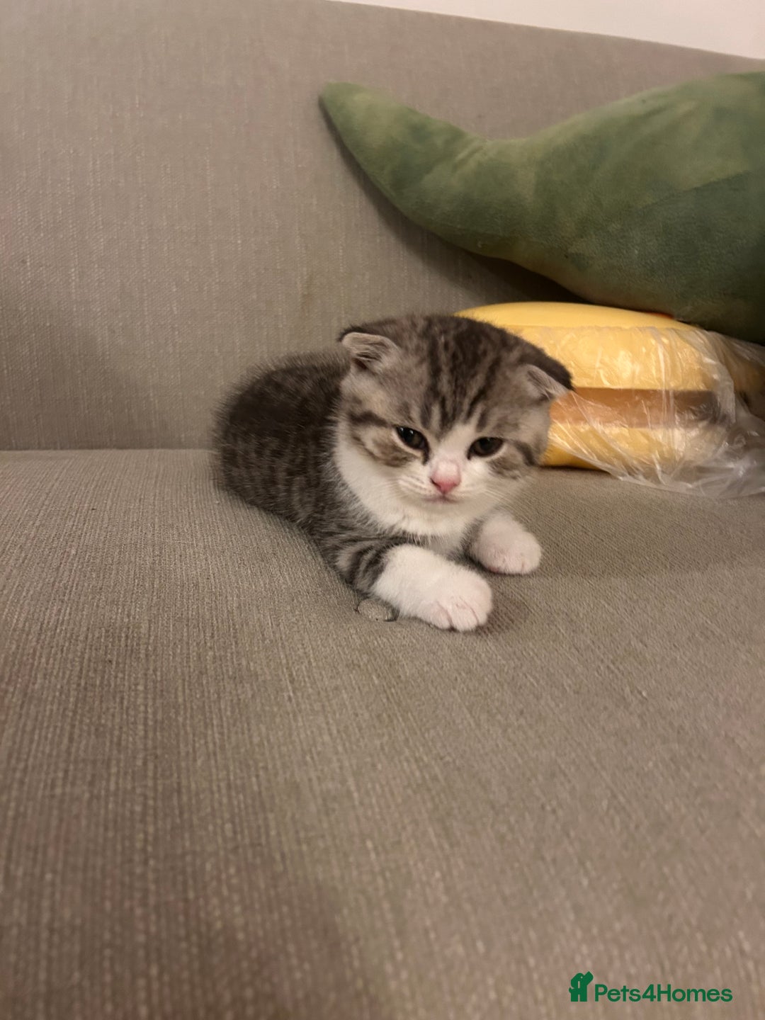 Scottish Fold cats for sale: Scottish fold and straights - Image 19