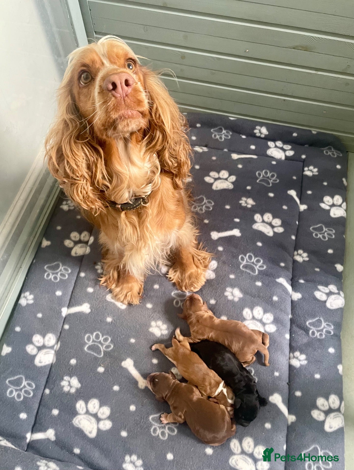 Cocker Spaniel dogs Gorgeous KC Reg Show Cocker Spaniels - Advert 2