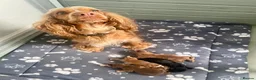Cocker Spaniel dogs for sale: Gorgeous KC Reg Show Cocker Spaniels in Lancaster - Advert 2