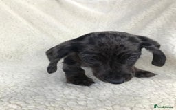 Dachshund dogs for sale: Dachshund puppies  - Image 12