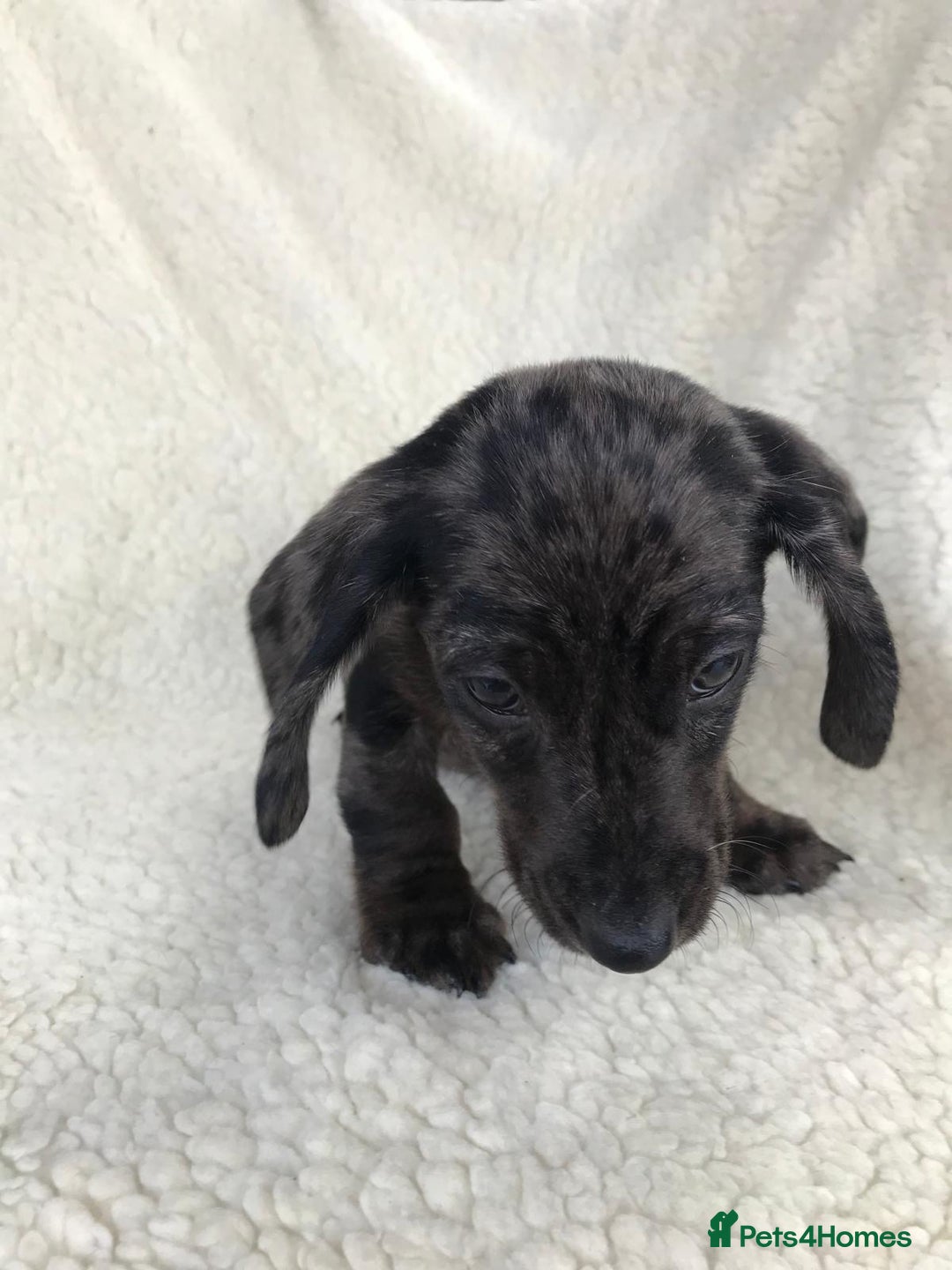 Dachshund dogs for sale: Dachshund puppies  - Image 12