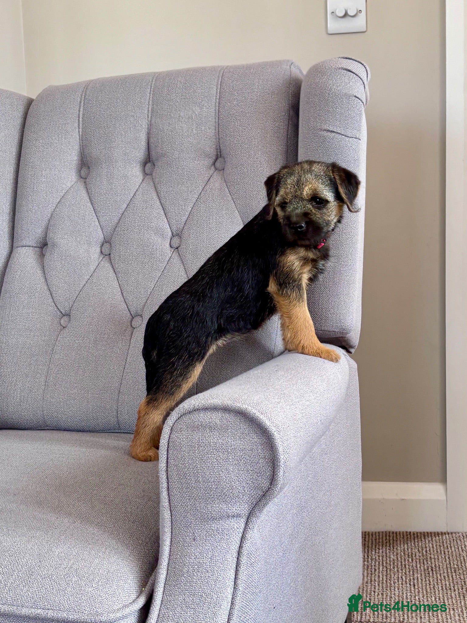 Border Terrier dogs Pedigree K C Reg Border Terrier Puppies for sale - Advert 2