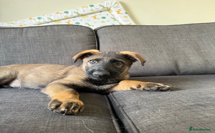 German Shepherd dogs - Advert 3