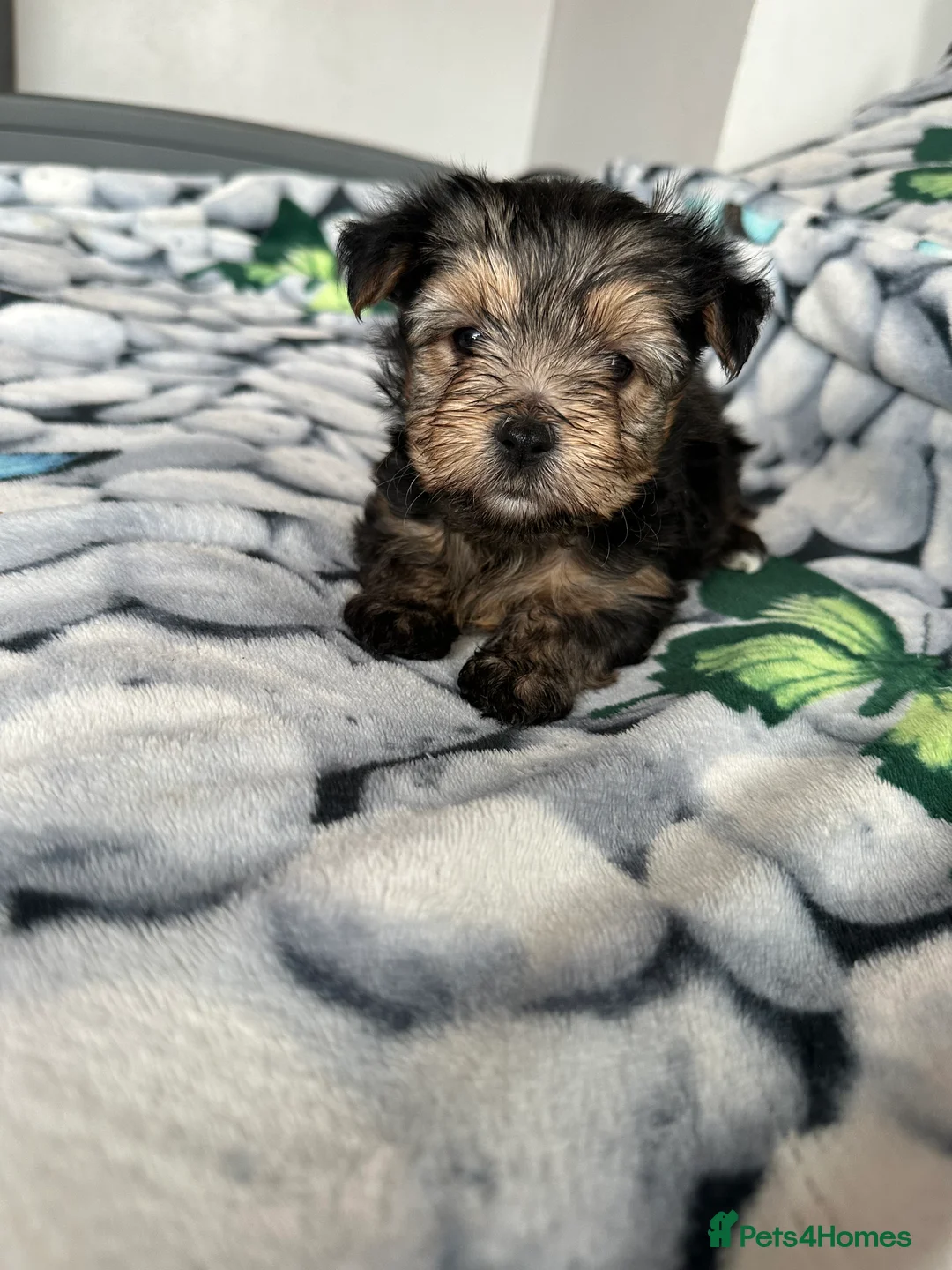 Yorkshire Terrier dogs for sale: 🐾✨ Tiny Paws, Big Love! ✨🐾 - Advert 4