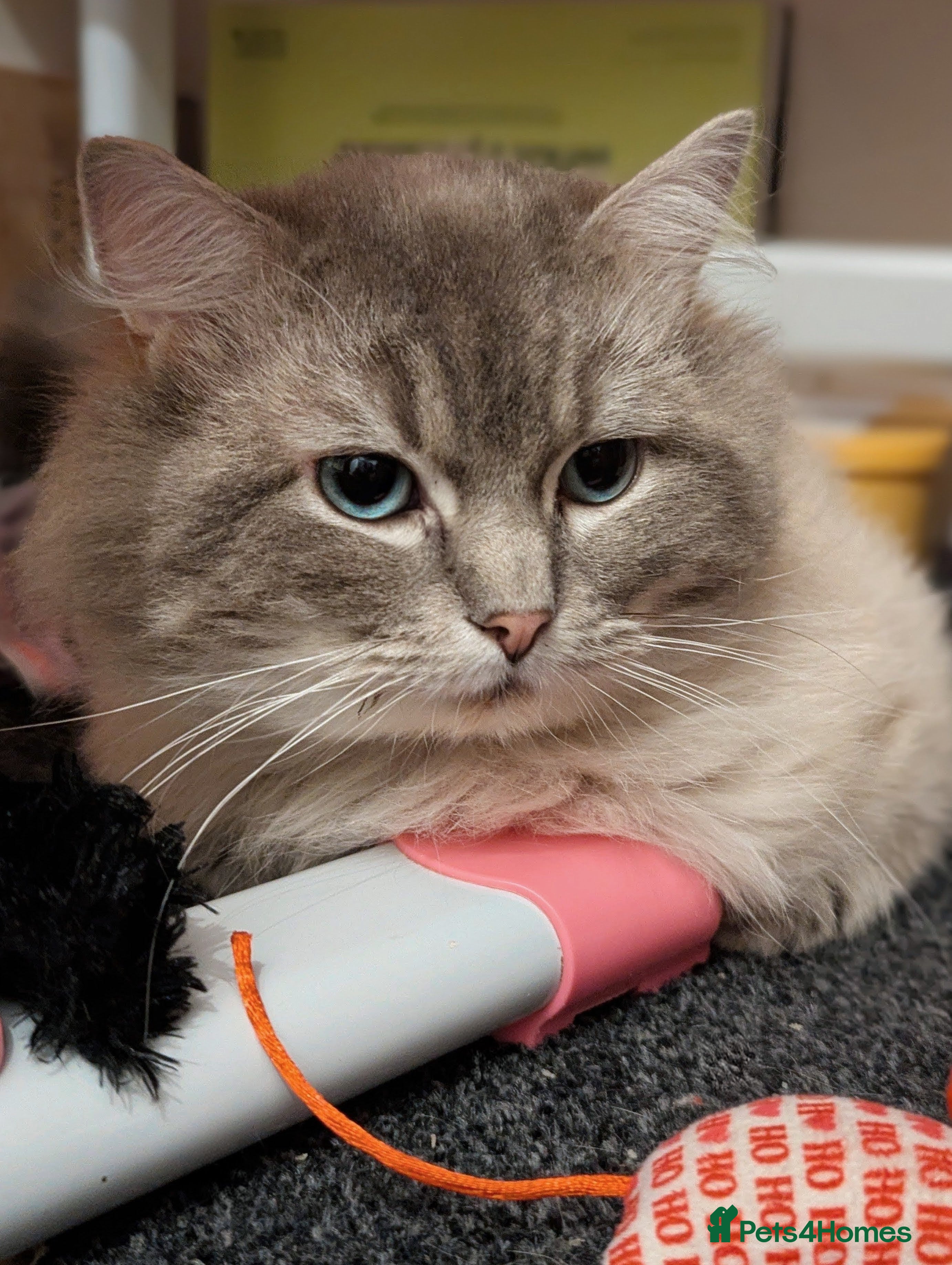 Ragdoll cats King Baloo👑💖 - Advert 9