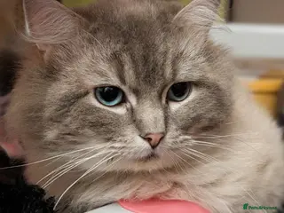 Ragdoll cats King Baloo👑💖 - Advert 9