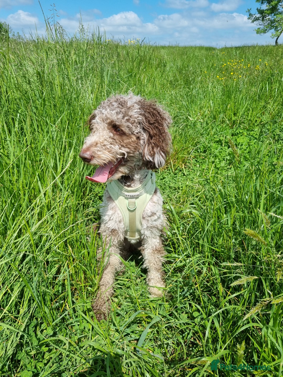 Mixed Breed dogs for sale: Goldendoodle x Irishdoodle puppies - Advert 6