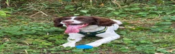 English Springer Spaniel dogs for sale: Male English springer for sale in Seaham - Advert 6