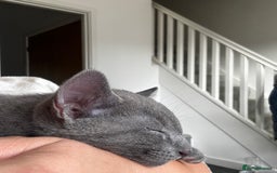 Russian Blue cats for sale: 🩵GCCF Registered Russian Blue kittens 🩵 - Image 15