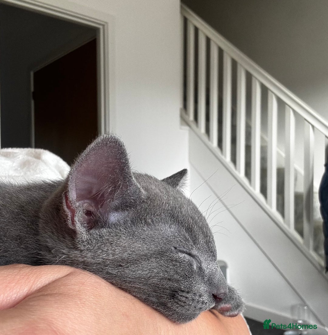 Russian Blue cats for sale: 🩵GCCF Registered Russian Blue kittens 🩵 - Image 15