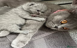 British Shorthair cats for sale: Only 2 Males Left  - Image 9