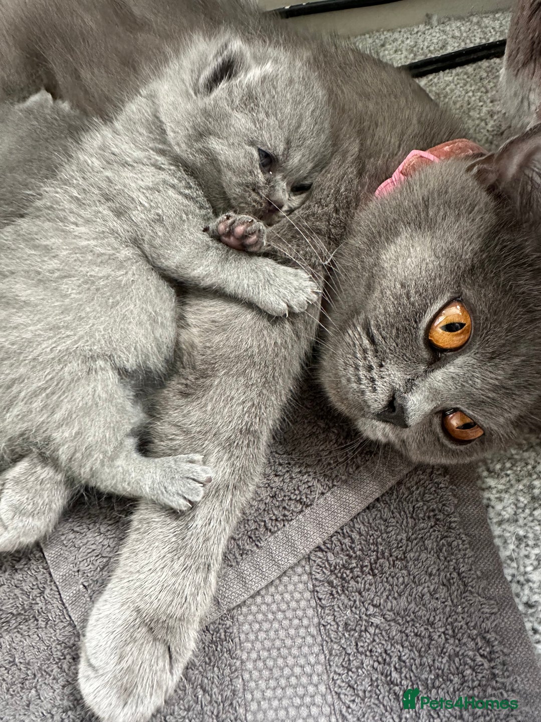 British Shorthair cats for sale: Only 2 Males Left  - Image 9