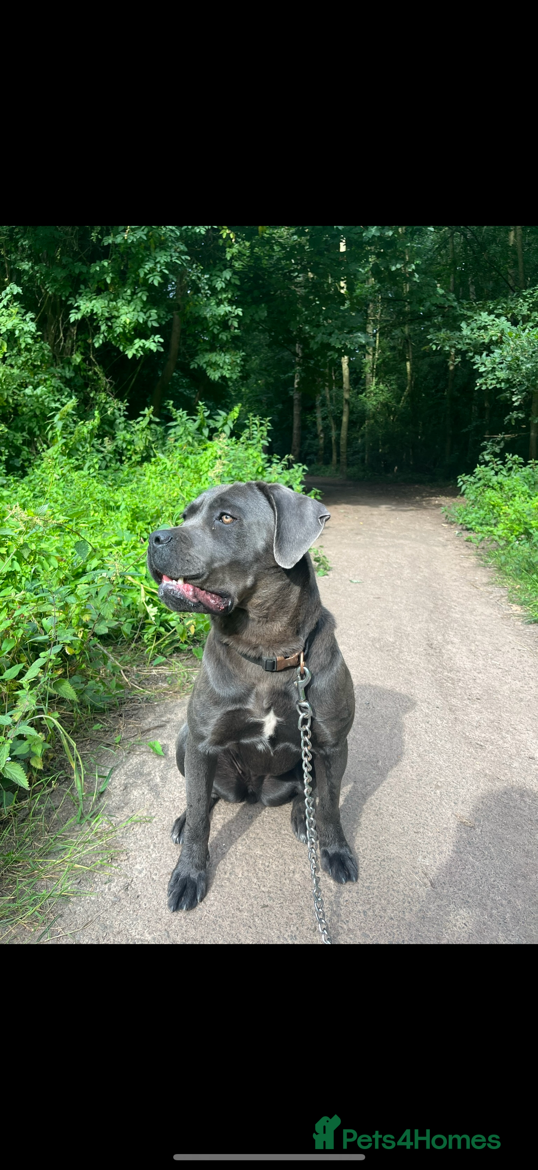 Cane Corso dogs for sale: 2 Year Old Female Cane Corso  - Image 1