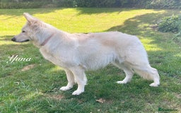 White Swiss Shepherd dogs for sale: White Swiss Shepherd Puppies 🐾🍼KC Registered - Image 13