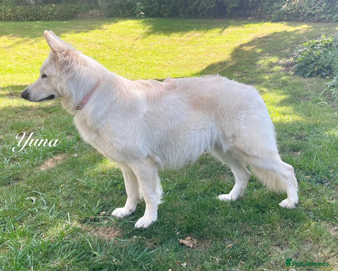 White Swiss Shepherd dogs for sale: White Swiss Shepherd Puppies 🐾🍼KC Registered - Image 13