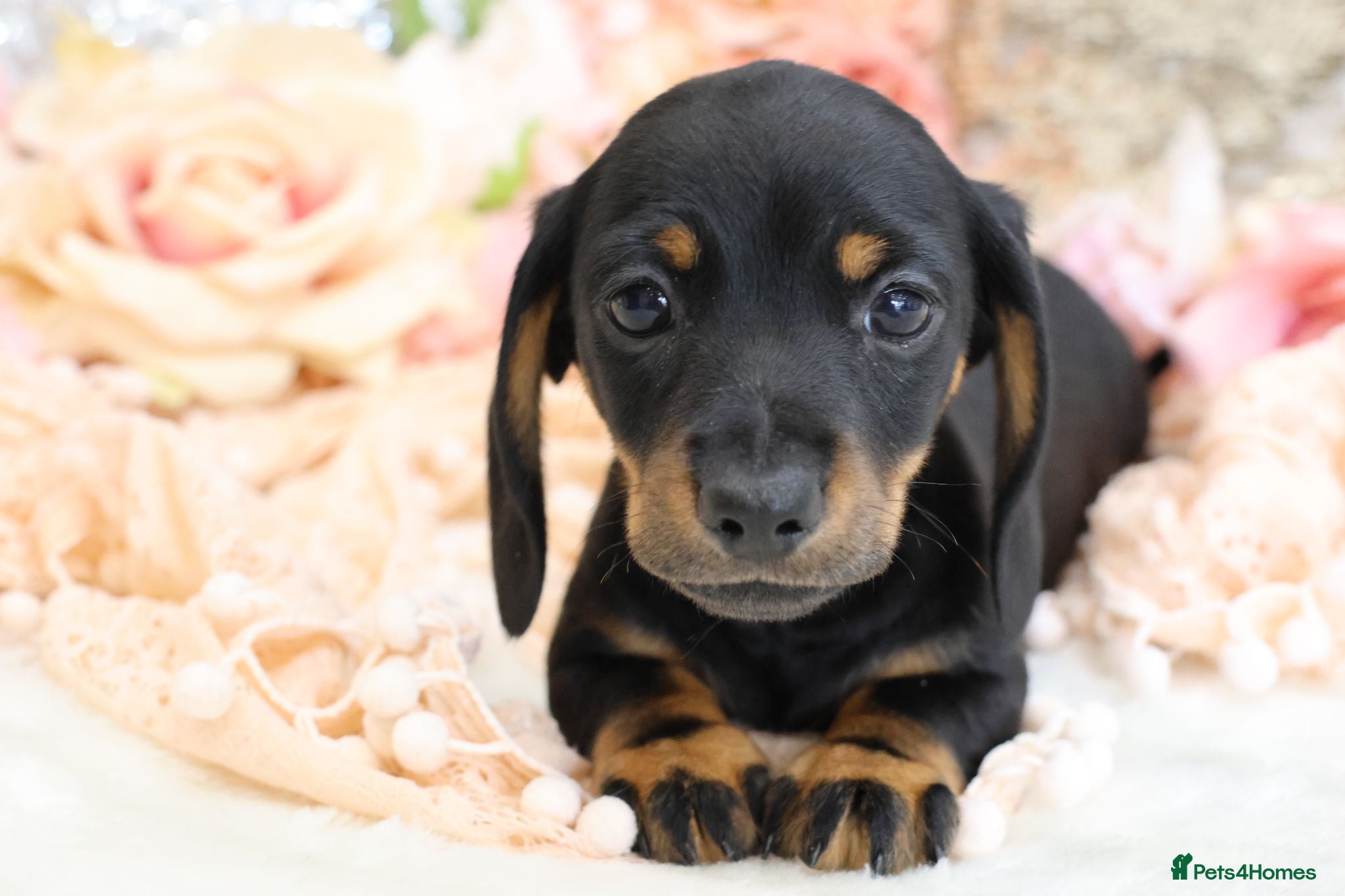 Miniature Dachshund dogs Miniature Dachshund Puppies - Advert 2