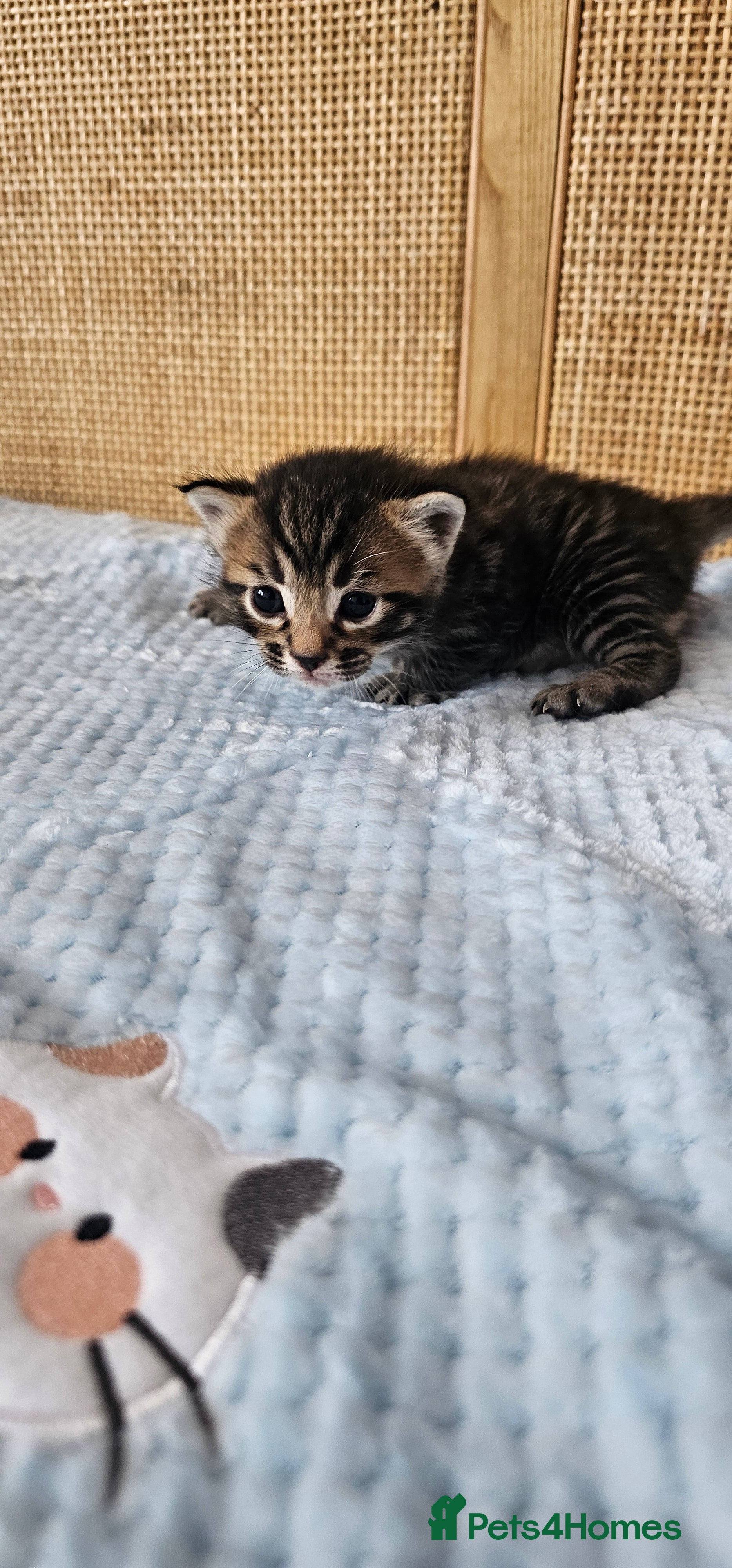 Mixed Breed cats for sale: Beautiful Bengal Mix Kittens - Advert 36