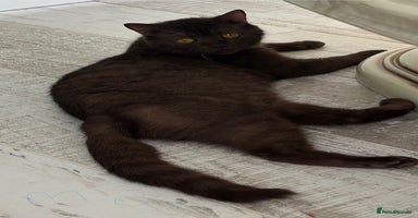 British Shorthair cats - Advert 1