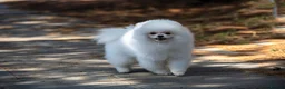 Pomeranian dogs for sale: Handsome boy, as elegant as a white cloud - Advert 2