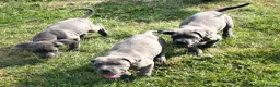 Cane Corso dogs for sale: Cane corso puppies / READY TO LEAVE NOW! in Southampton - Advert 10