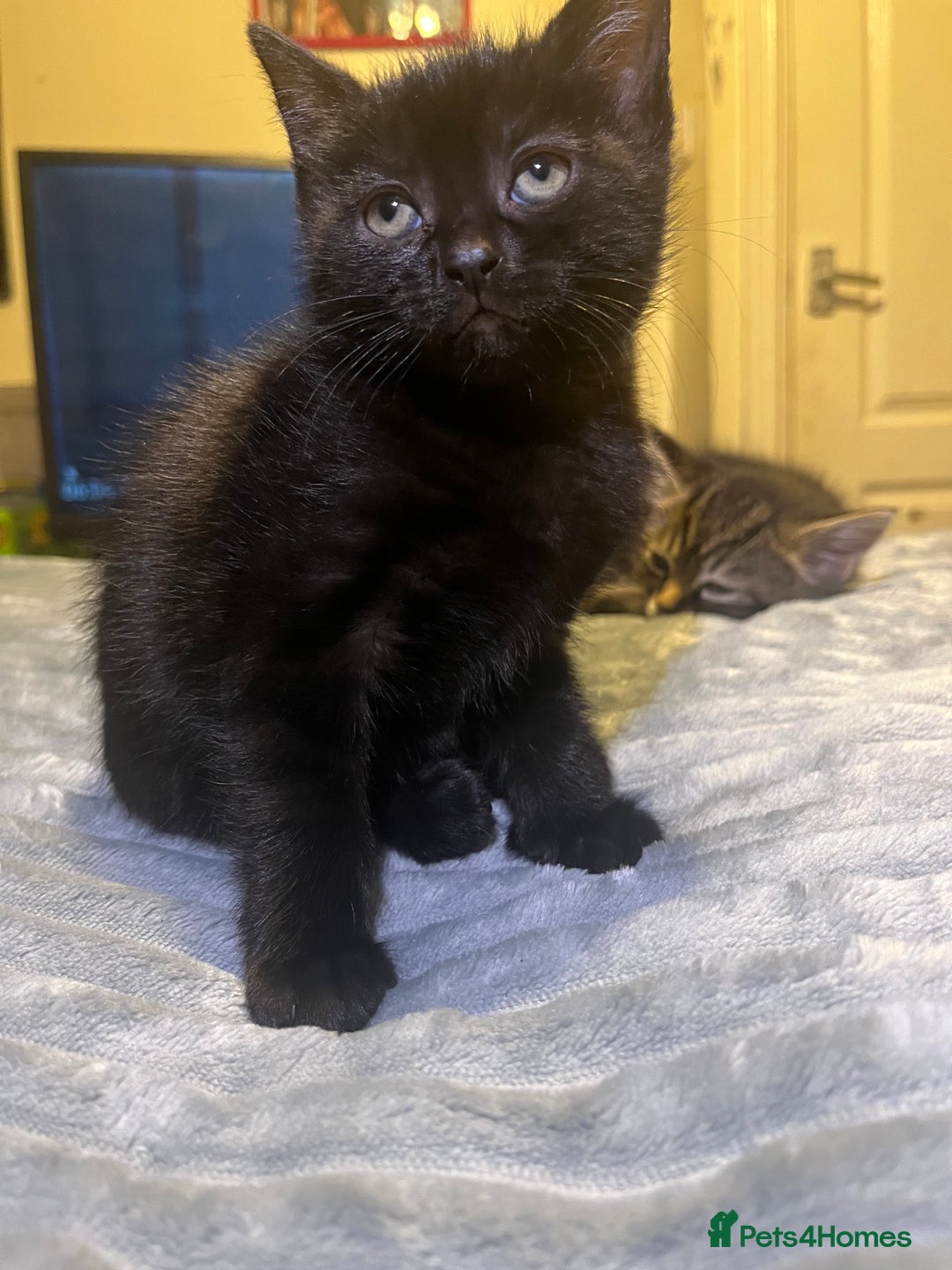 British Shorthair cats for sale: two female kittens  - Image 2