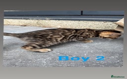 Bengal cats for sale: 4 Beautiful Bengals for sale  - Image 6