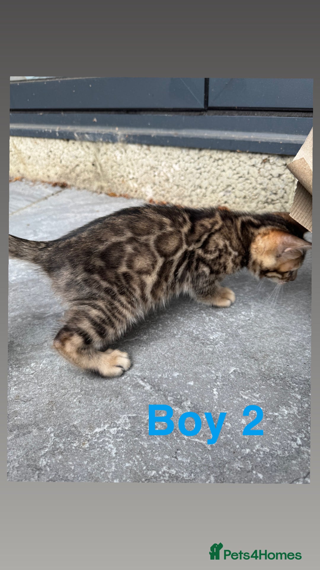 Bengal cats for sale: 4 Beautiful Bengals for sale  - Image 6