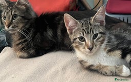 Maine Coon cats for sale: Adorable Kittens - Image 28