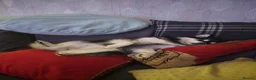Pomsky dogs for sale: Pomsky litter coming - Advert 14