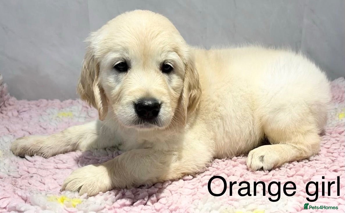 Golden Retriever dogs     Stunning KC Registered Golden Retriever Pups - Advert 1