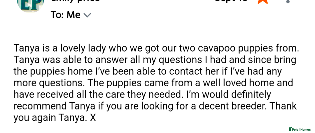 Cavapoo dogs for sale: Beautiful Cavapoo Puppies Available - Advert 6