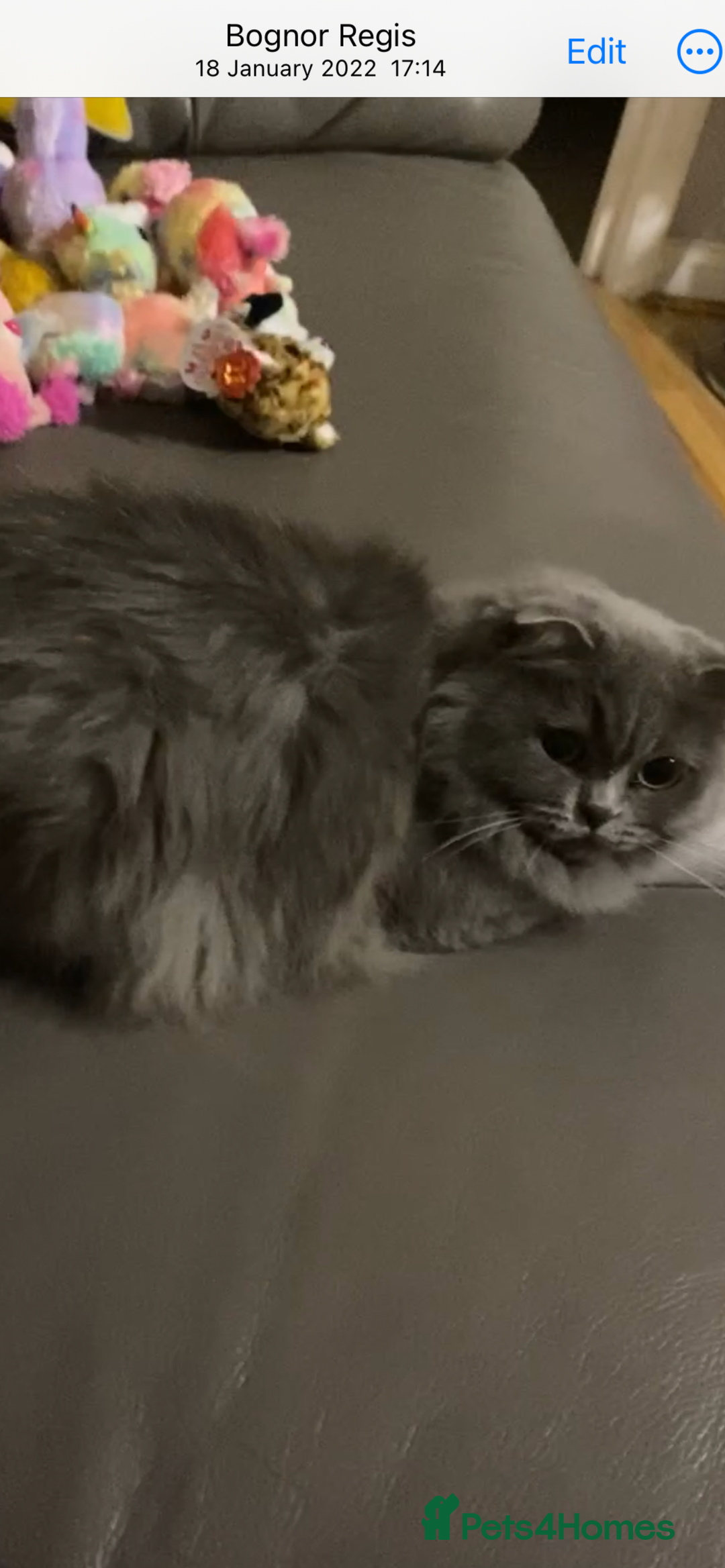 Scottish Fold cats for sale: Scottish fold/straight boys ready for reservation. - Image 15