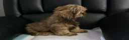 Shih Tzu dogs for sale: Beautiful imperial shih tzu in Barnsley - Advert 6