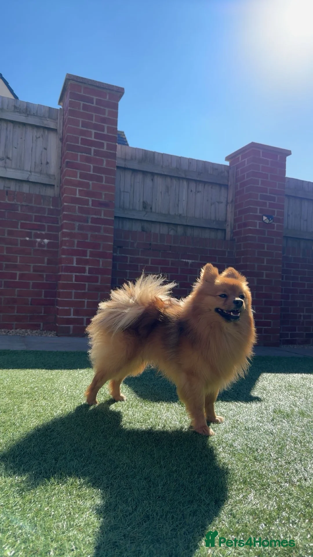 Pomeranian dogs for stud: Leo - Fox Faced Pomeranian - Advert 1