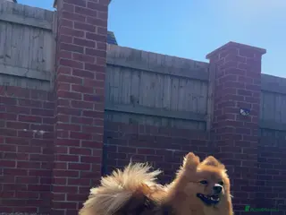 Pomeranian dogs Leo - Fox Faced Pomeranian - Advert 23