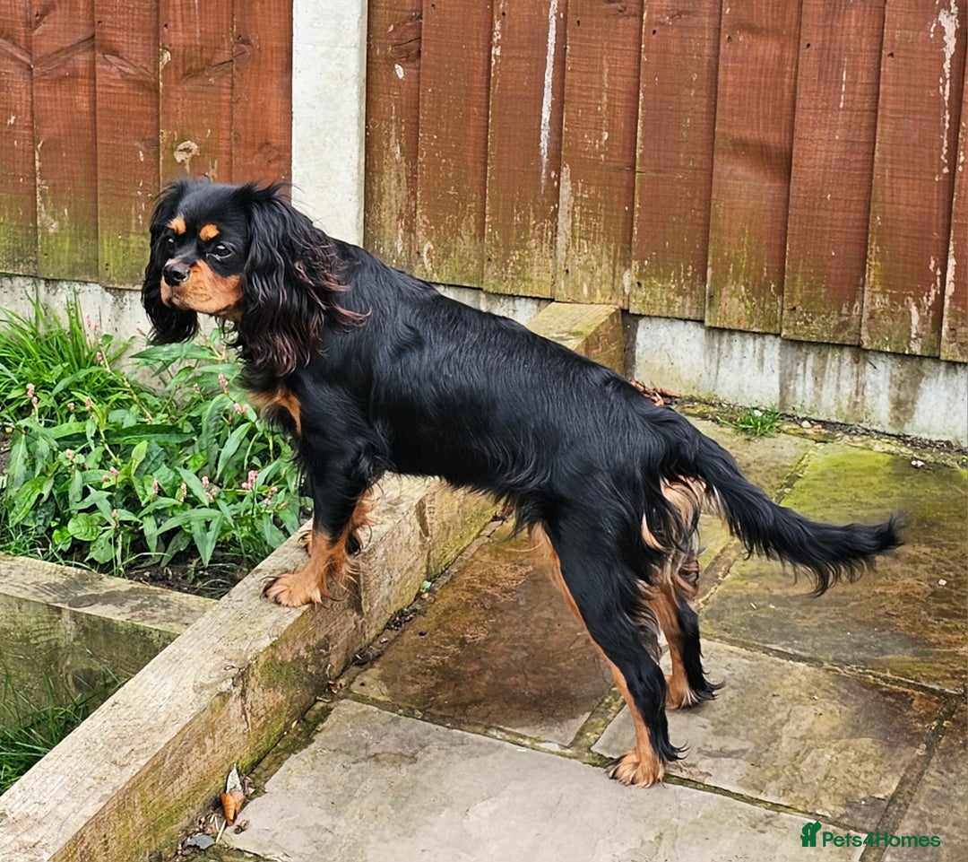 Cavapoo dogs for sale: 🐾 Gorgeous Health Tested F1 Cavapoo Puppies 🐶🐾 - Image 20