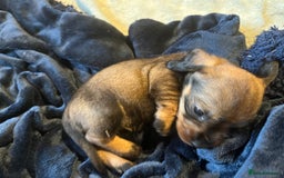 Dachshund dogs for sale: Kc Standard Wire Haired Dachshund Puppies - Image 18