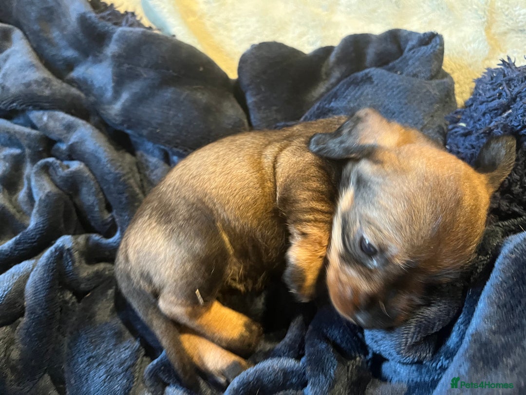 Dachshund dogs for sale: Kc Standard Wire Haired Dachshund Puppies - Image 18