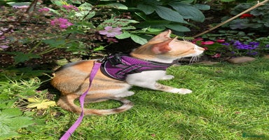 Mixed Breed cats PUDDING- FUN GIRL THAT LIVES ENTERTAINING HER MUM - Advert 4