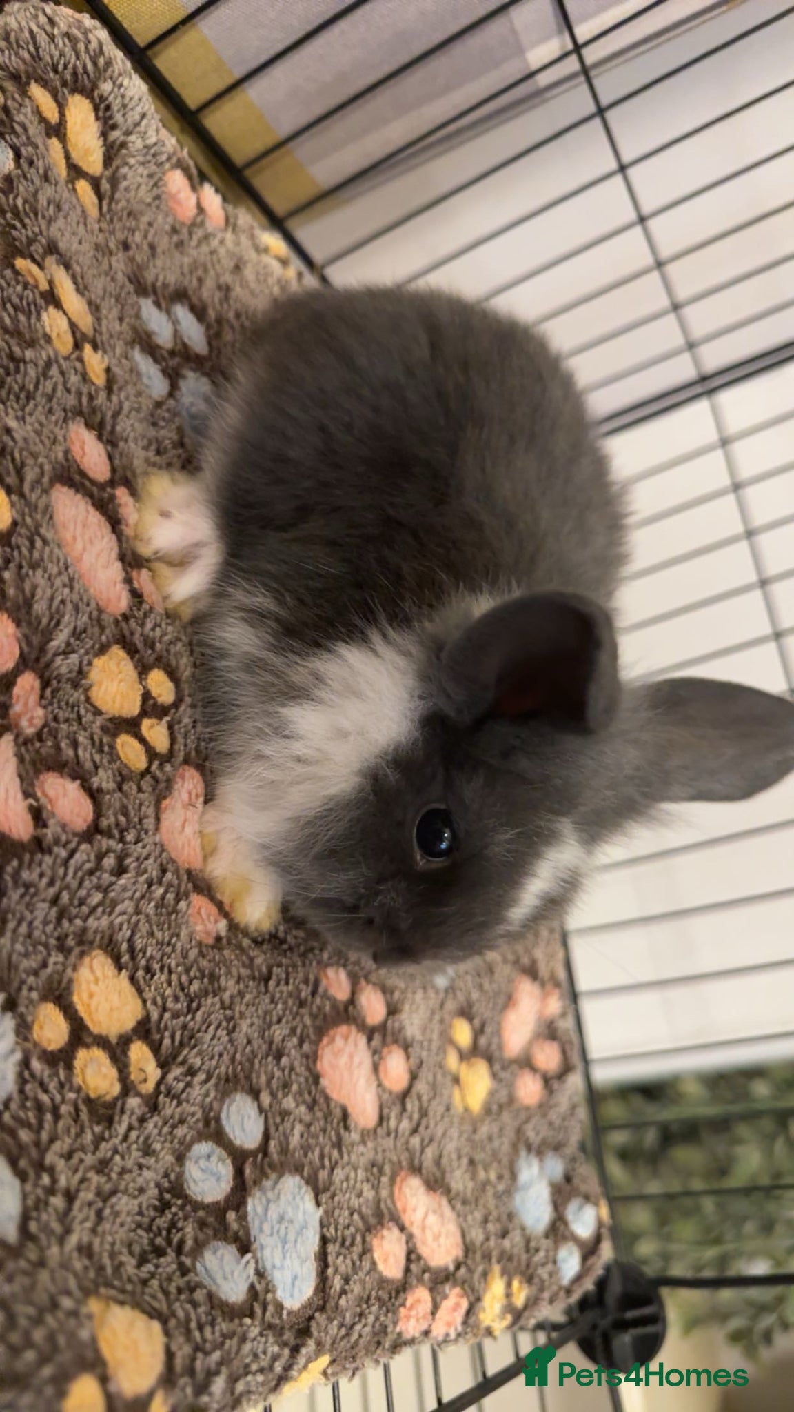 Mixed Breed rabbits for sale: Mini lop/lion lop bunnies in Welshpool - Advert 6