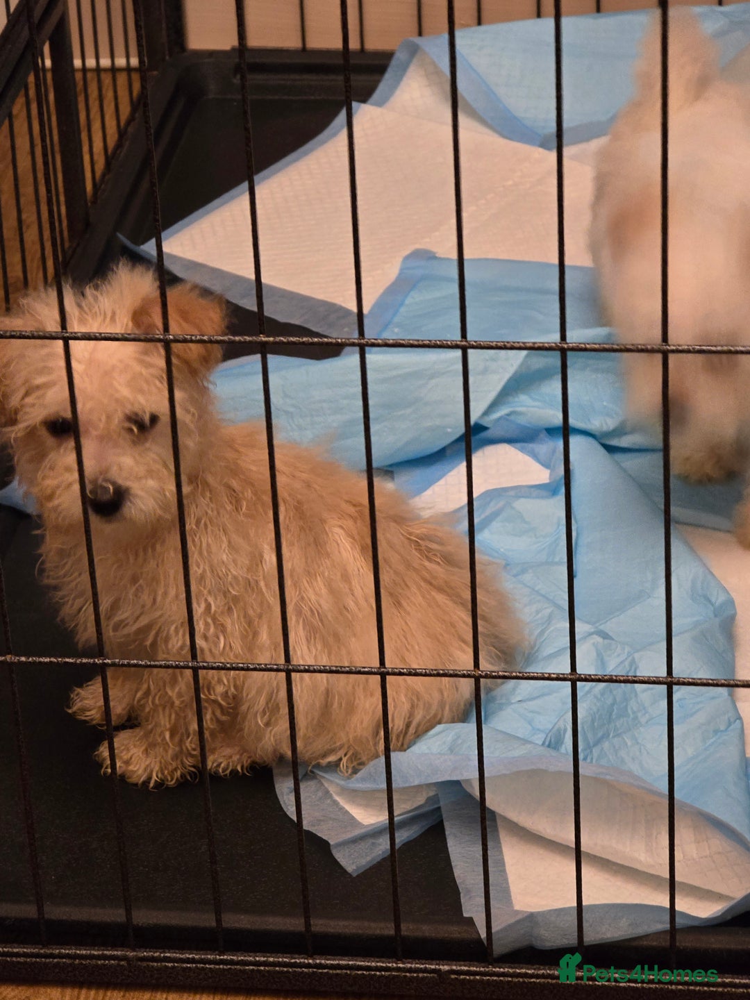 Poochon dogs for sale: Poochon  - Advert 9