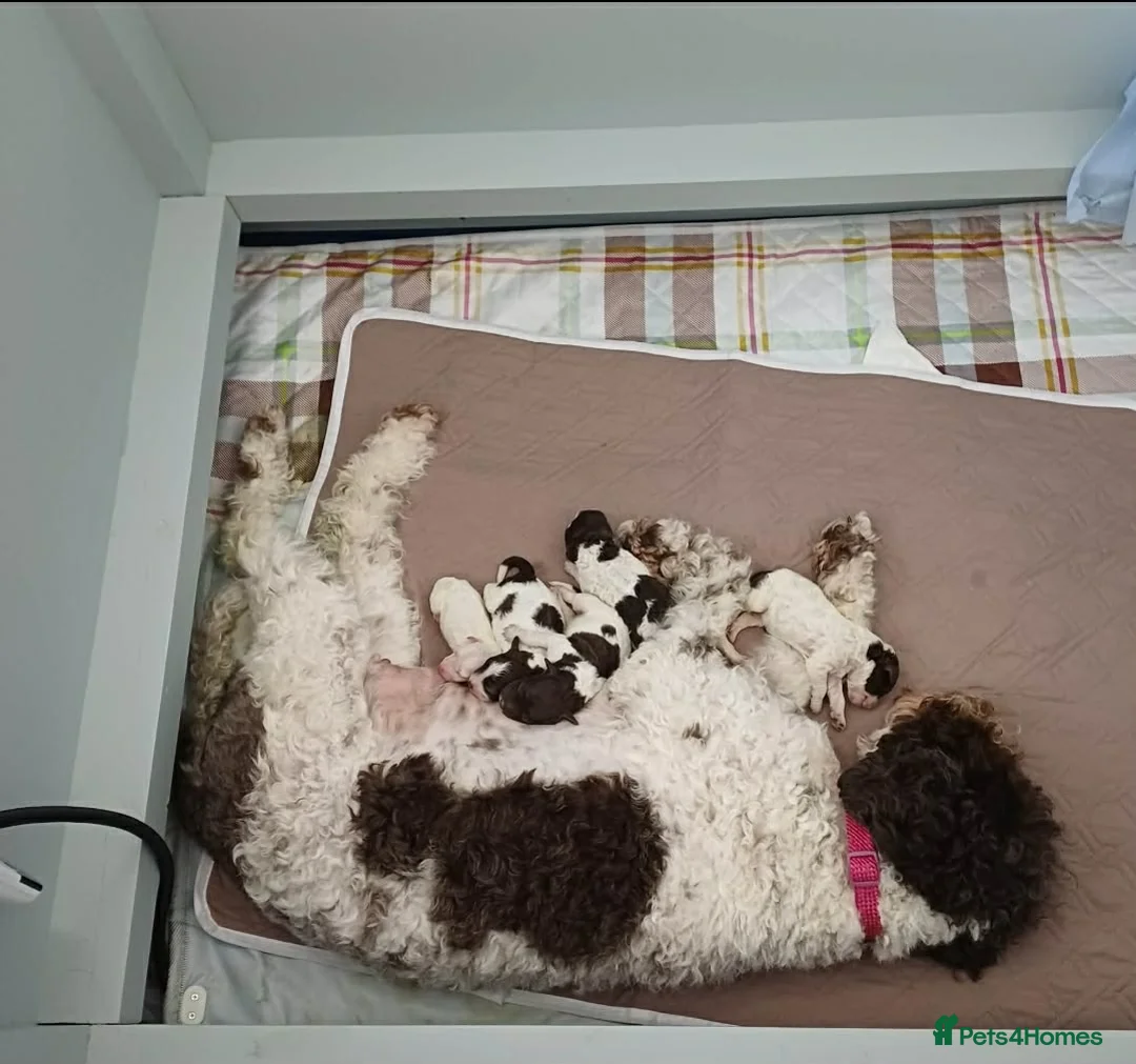 Lagotto Romagnolo dogs for sale: Lagotto Romagnolo Italian Water Dogs - Advert 2