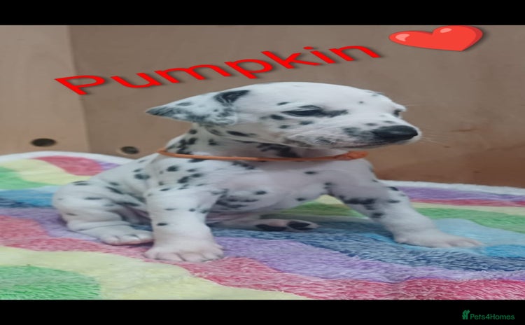 Dalmatian dogs KC registered Dalmatian puppies - Advert 1