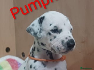 Dalmatian dogs KC registered Dalmatian puppies - Advert 3