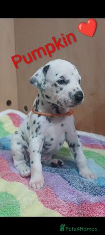 Dalmatian dogs KC registered Dalmatian puppies - Advert 1