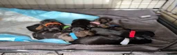 Dachshund dogs for sale: Puppies looking for their forever loving homes !  in Doncaster - Advert 2