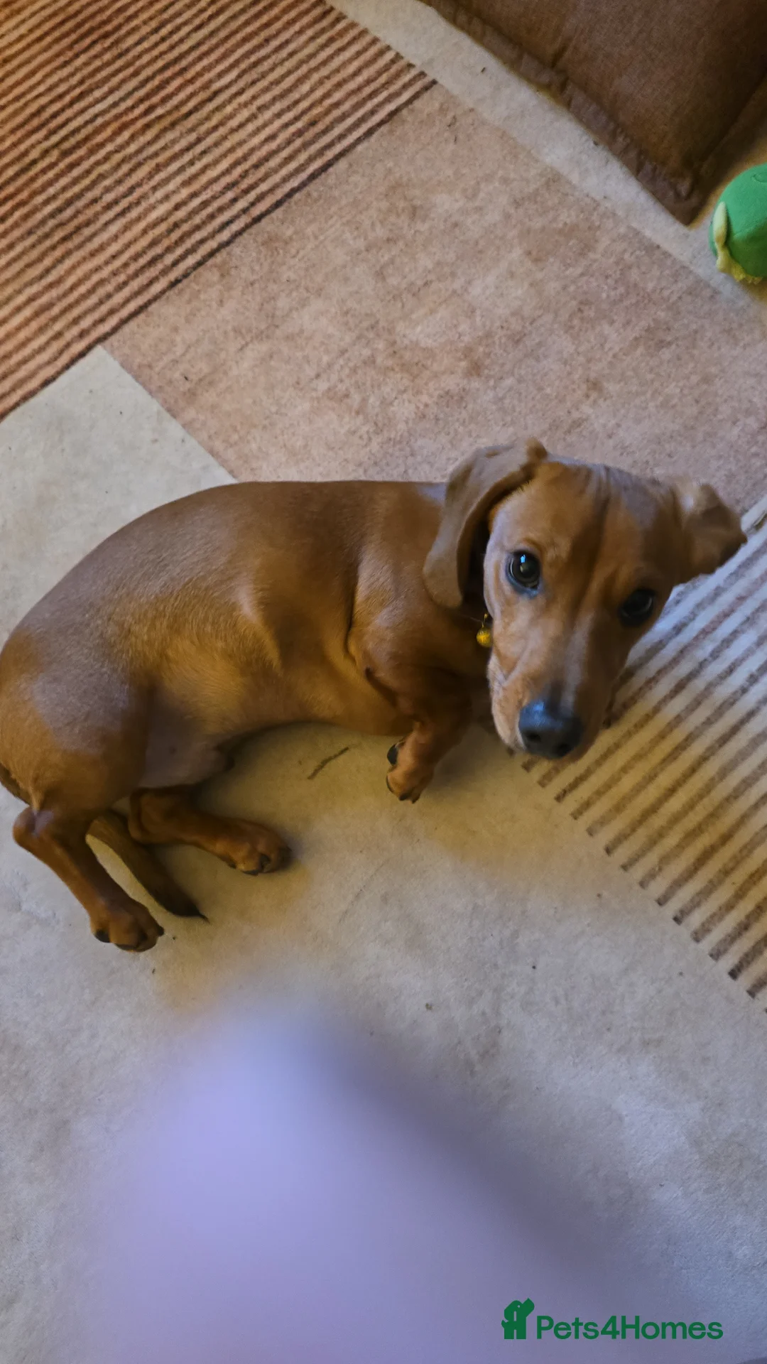 Dachshund dogs for sale: Standard Dachshund  in Cardiff - Advert 2