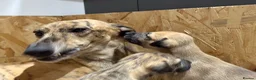 Greyhound dogs for sale: Hungarian Greyhound Pups - Advert 14