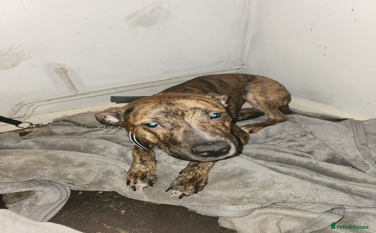 American Bulldog dogs American bulldog male - Advert 1